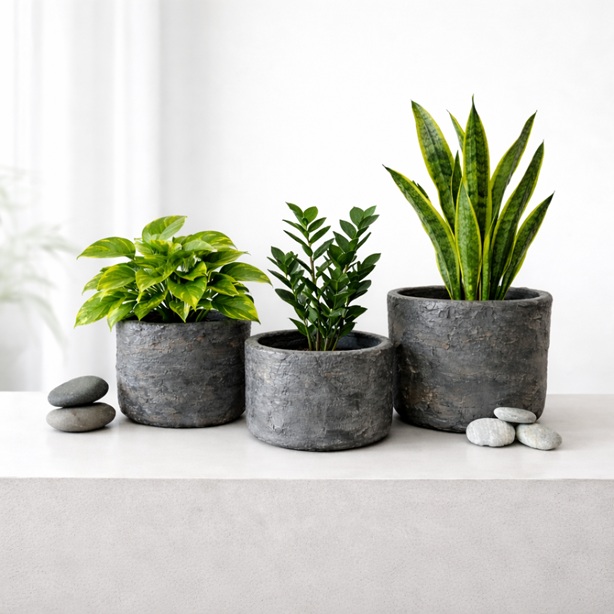 Gallery Product Images