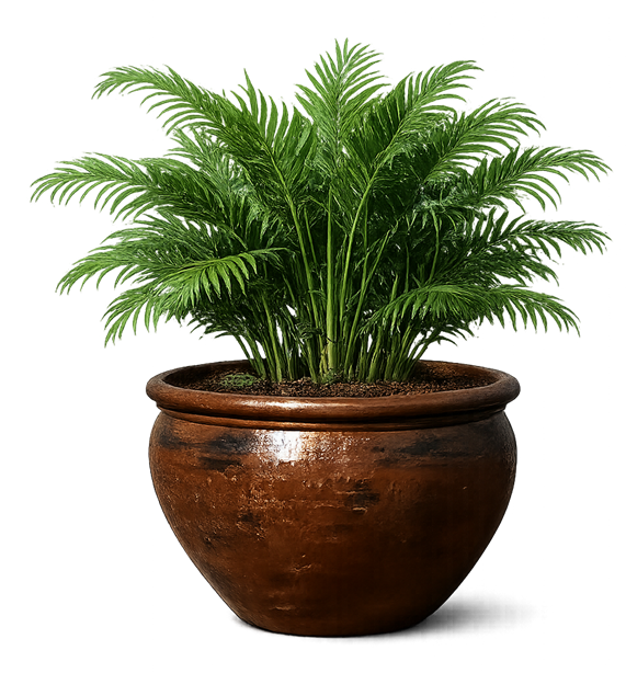 Product Items Images